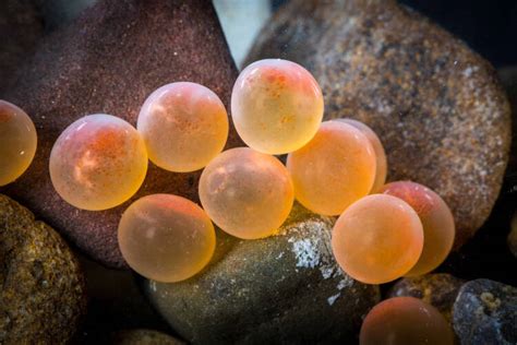 Fish Pictures Rainbow Trout Eggs 2