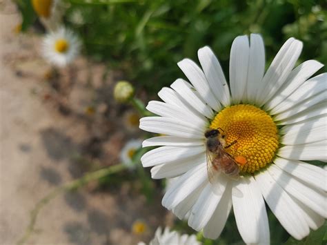 Margarida Flor Olho De Boi Daisy Foto Gratuita No Pixabay Pixabay