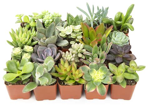 Buy Altman S Live Succulent S 20 Pack Assorted Potted Succulents S