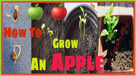 Paano Magpatubo Ng Buto Ng Mansanas How To Grow Apple Seeds🍎🍏🍏🍏🍎 Youtube