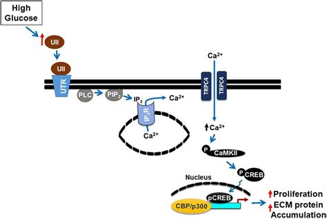 Schematic Diagram Illustrating Hypothetical Mechanisms By Which