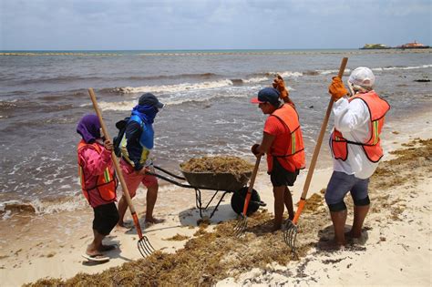 Atienden recale de sargazo en Playa del Carmen Cancún Mío