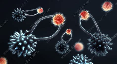 Cytotoxic T cells capturing cancer cells, illustration - Stock Image ...