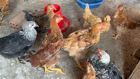 Empezando La Rutina Para Alimentar Gallinas Mejoradas Youtube