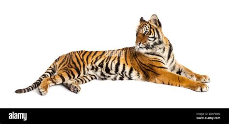 Tiger Lying Down Isolated On White Stock Photo Alamy