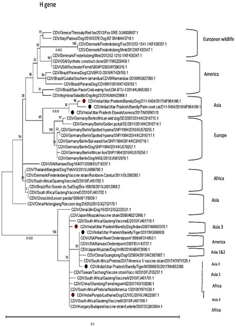 Neighbour Joining Phylogenetic Tree Of Cdv Virus Isolates From India