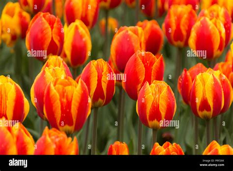 Helle Grüne Tulpe Blumen Natur Frühling Hintergrundbild Stockfotografie