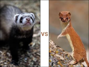 Pet Weasel Ownership and Care Guide | LoveToKnow Pets