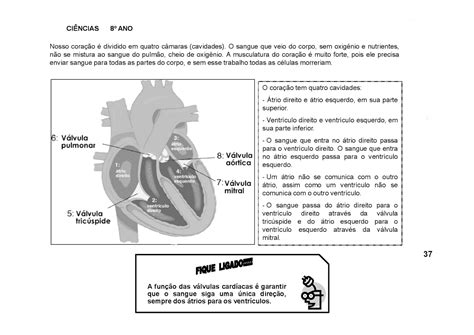 Exercícios Sistema Cardiovascular 8 Ano Ciências Na Pele
