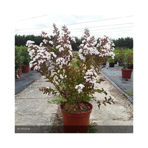 Lagerstroemia Indica Neige D T