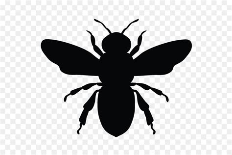 Insect - Clip Art Library