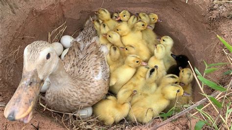 Amazing Pekin Duckling Hatching From Eggs Cute Cute Baby Duck Born