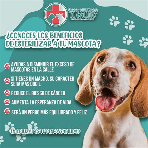 Resultados De Los Animalitos
