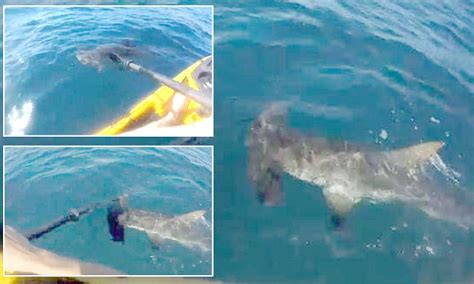 Fisherman Films Super Aggressive Hammerhead Shark Head Butting His