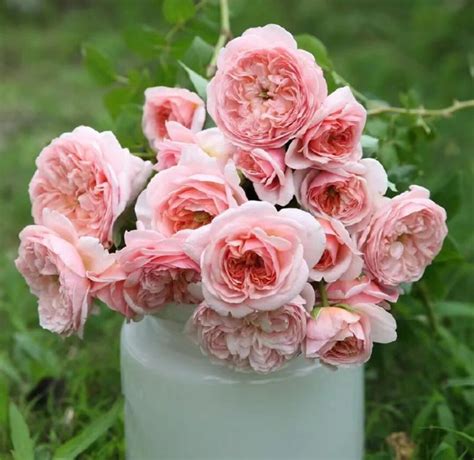 Rose Qinglai 1 Gallon Live Plant Shrub Rose Strong Disease Resistance