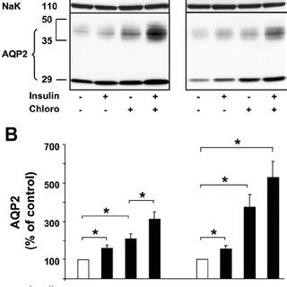 Insulin Potentiates AVP Induced Aquaporin 2 AQP2 Protein Expression