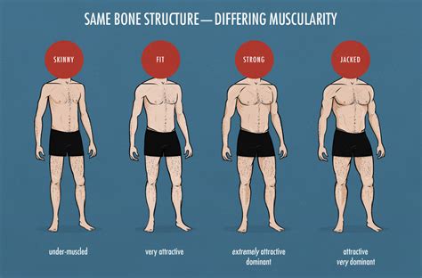 How Varying Degrees Of Muscularity Stack Up — Bony To Beastly