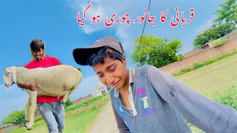 Qurbani Ka Janwar Chori Ho Gaya Big Prank Mavii Pendu Youtube