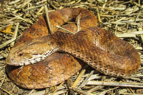 poisonous snakes – The Red Pen of Doom