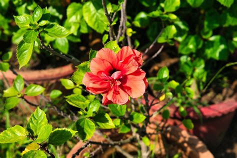 Tropical Hibiscus Buying And Growing Guide