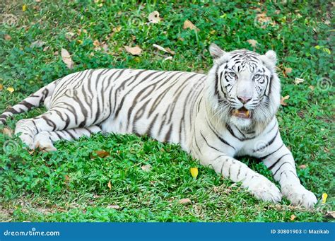 White Tiger Stock Photos Image 30801903