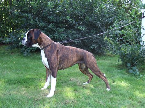 File:Brindle boxer female.JPG - Wikimedia Commons