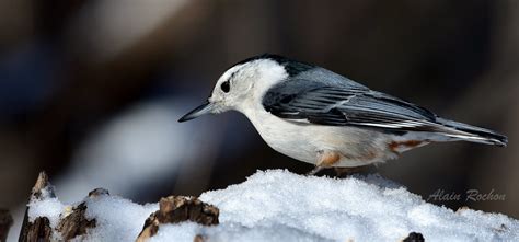 Sittelle Poitrine Blanche White Breasted Nuthatch Flickr