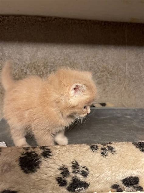 Unsere Coonis Eltern Besitzen Stammbaum Stellen Sich Vor Im Kanton