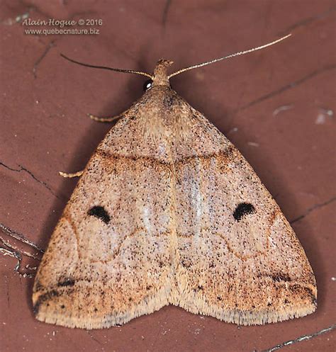 Chytolita Zanclognatha Laevigata Bugguide Net