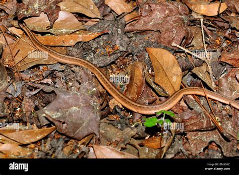 Brown Garter Snake Texas : Plains Gartersnake Thamnophis Radix ...