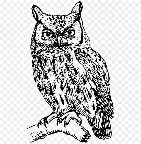 Large Size Of How To Draw A Realistic Owl Step By For - Owl Clipart ...