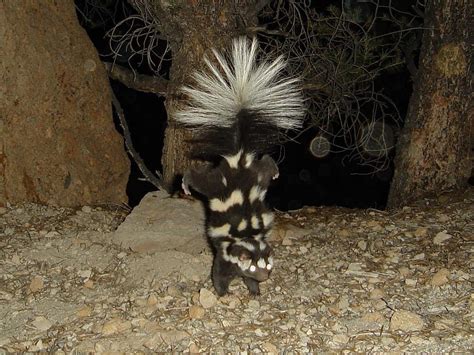 PsBattle: skunk doing a handstand : r/photoshopbattles