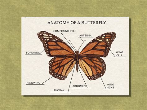 Anatomy Of A Butterfly Monarch Butterfly Study Printable Nature Science