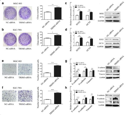 Trim3 Knockdown Promotes The Proliferation And Migration Of Gastric