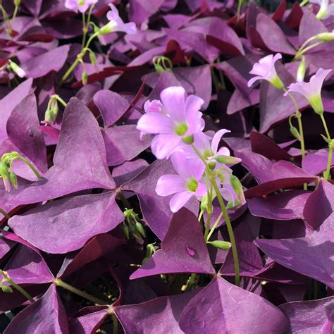 Oxalis Bulbs Oxalis Is Suitable For Indoor And Outdoor Gardens Oxalis