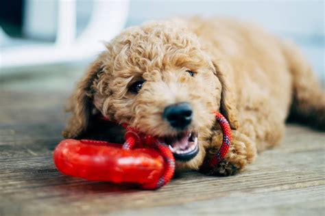 Best Dog Toys For Goldendoodles 2021s Buying Guide Doodle Furbabies