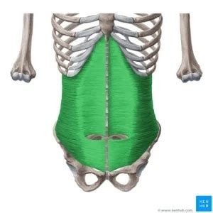 How Transverse Abdominis Activation Can Get Rid of Your Back Pain Immediately and Simultaneously ...