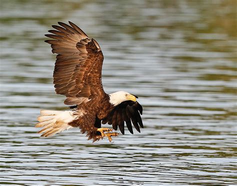 Bald Eagle Talons Photograph by Jack Nevitt - Pixels