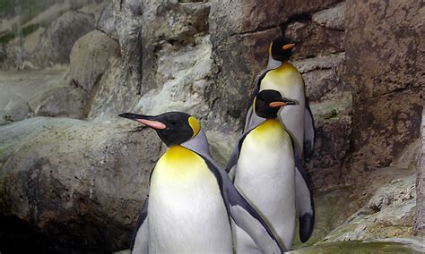 King Penguin :: Riverbanks Zoo & Garden