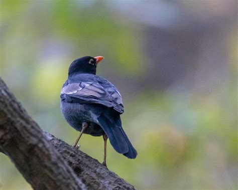 CBG San On Twitter Last Pic Grey Feathered Black Bird Yes That S