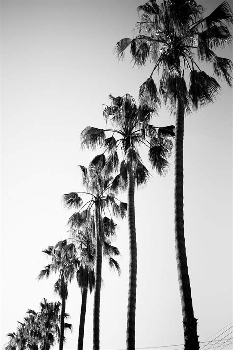 Black and White Palm Tree Wallpapers - Top Free Black and White Palm ...