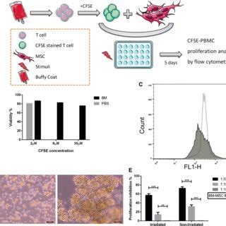 Optimisation Of Conditions Affecting A Cell Based Assay Design For The