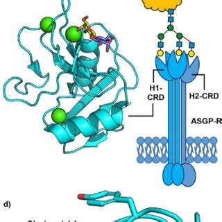 Various Galnac Sirna Conjugates Made By Alnylam Pharmaceuticals The