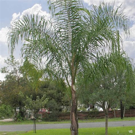 Queen Palm — Green Acres Nursery And Supply