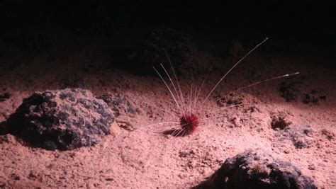 More Than 5000 New Species Discovered In Pacific Ocean Study Ctv News