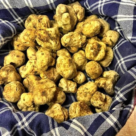 White Truffle Season is Here