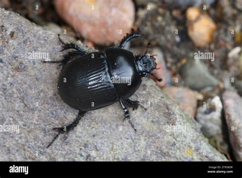 Dor Beetle Earth Boring Dung Beetle Geotrupes Spiniger Sitting On A