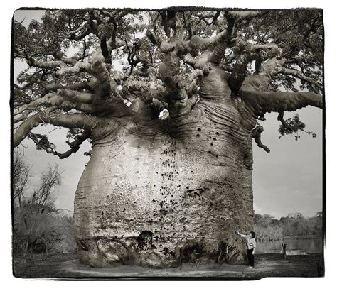 Photographer's Incredible Images of Ancient Baobab Trees