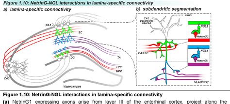 Figure From Exploring The Neural Basis Of Touch Through Selective