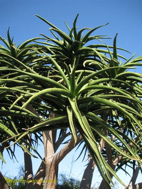 Plantfiles Pictures Aloidendron Species Giant Tree Aloe Aloidendron